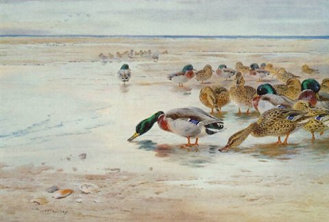 archibald thorburn mallard at low tide A4 Photo Print