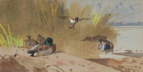 archibald thorburn mallard at the waters edge A4 Photo Print