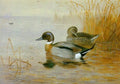 archibald thorburn mallard coot in the distance A4 Photo Print