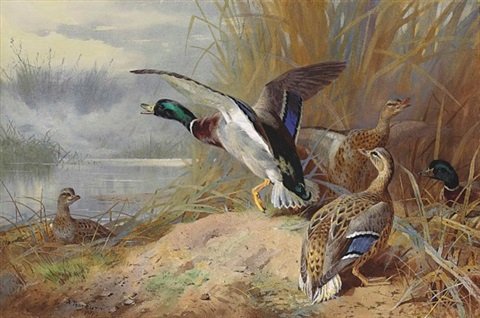 archibald thorburn mallard disturbed A4 Photo Print