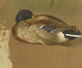 archibald thorburn mallard drake A4 Photo Print