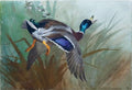archibald thorburn mallard duck i flight A4 Photo Print