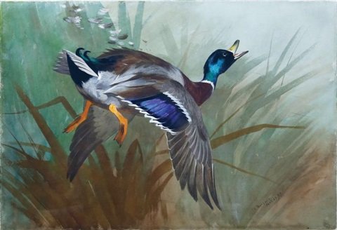 archibald thorburn mallard duck i flight A4 Photo Print