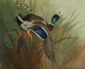 archibald thorburn mallard duck in flight A4 Photo Print