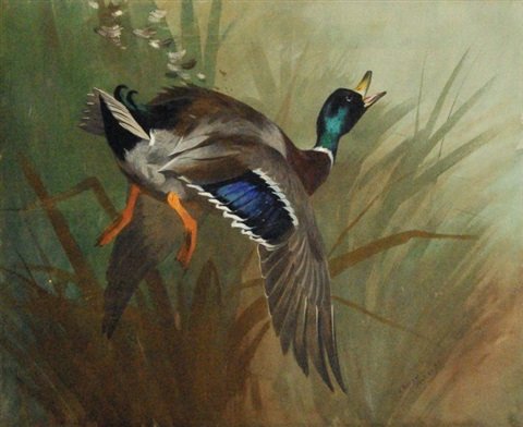 archibald thorburn mallard duck in flight A4 Photo Print