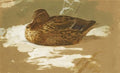 archibald thorburn mallard hen A4 Photo Print