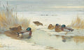 archibald thorburn mallard in a pool in winter A4 Photo Print