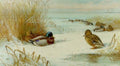 archibald thorburn mallard in a winter landscape A4 Photo Print