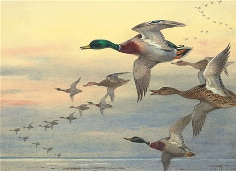 archibald thorburn mallard in flight over the coast at dusk A4 Photo Print