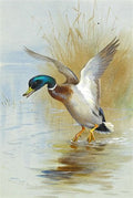 archibald thorburn mallard in the reeds A4 Photo Print