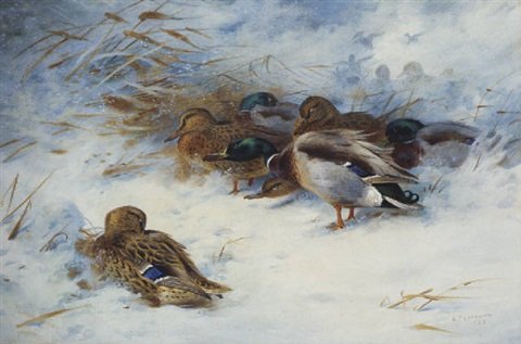 archibald thorburn mallard in the snow A4 Photo Print