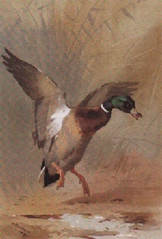 archibald thorburn mallard landing A4 Photo Print