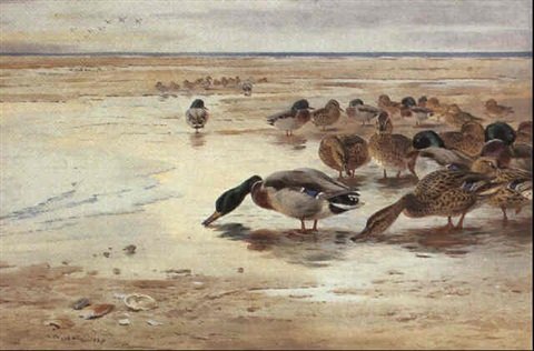 archibald thorburn mallard on the mudflats A4 Photo Print