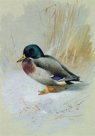 archibald thorburn mallard A4 Photo Print