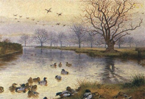 archibald thorburn mallards coming in wild duck pond sandringham A4 Photo Print