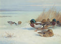 archibald thorburn mallards on a frozen lake A4 Photo Print