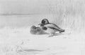 archibald thorburn mallards A4 Photo Print