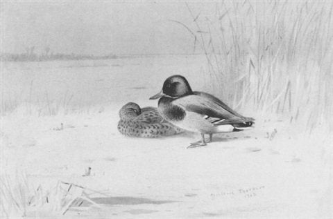 archibald thorburn mallards A4 Photo Print