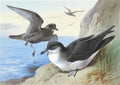 archibald thorburn manx shearwater A4 Photo Print