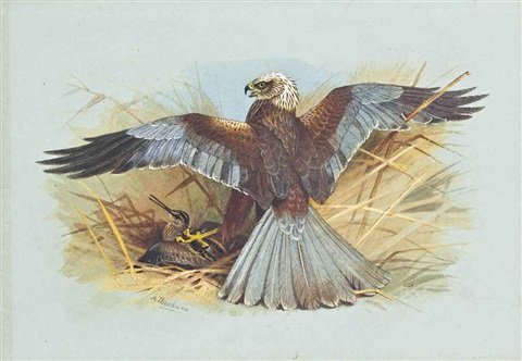 archibald thorburn marsh harrier taking snipe A4 Photo Print