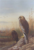 archibald thorburn marsh harrier A4 Photo Print