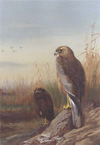 archibald thorburn marsh harrier A4 Photo Print