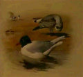 archibald thorburn mediterranean black headed gull A4 Photo Print