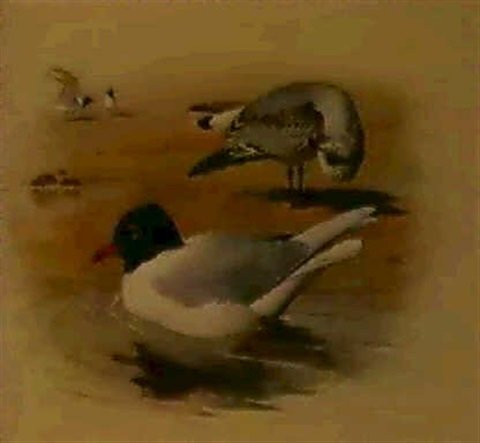 archibald thorburn mediterranean black headed gull A4 Photo Print