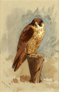 archibald thorburn mediterranean peregrine falcon A4 Photo Print
