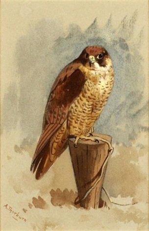 archibald thorburn mediterranean peregrine falcon A4 Photo Print
