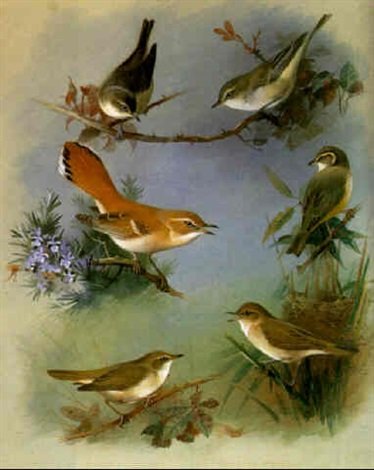 archibald thorburn melodious warbler pl.7 A4 Photo Print