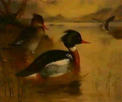 archibald thorburn mergansers on loch maree A4 Photo Print