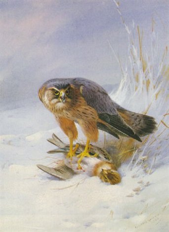 archibald thorburn merlin on a brambling A4 Photo Print