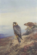 archibald thorburn merlin A4 Photo Print