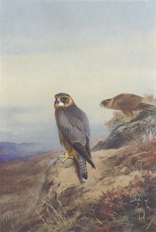 archibald thorburn merlin A4 Photo Print