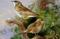 archibald thorburn mistle thrush and song thrush A4 Photo Print