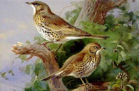 archibald thorburn mistle thrush and song thrush A4 Photo Print