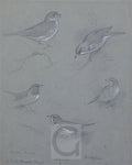 archibald thorburn mistle thrush blackthroated thrush redwing fieldfare and song thrush A4 Photo Print