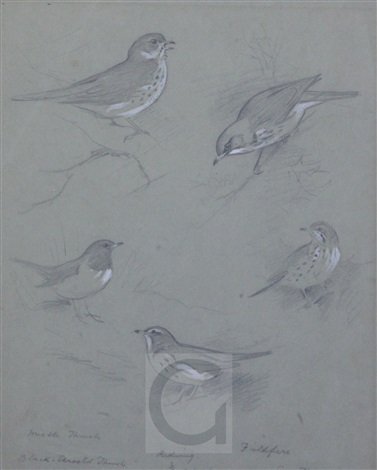 archibald thorburn mistle thrush blackthroated thrush redwing fieldfare and song thrush A4 Photo Print