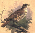 archibald thorburn mistle thrush A4 Photo Print