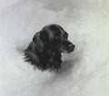 archibald thorburn mons study of the head of a black labrador A4 Photo Print