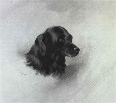 archibald thorburn mons study of the head of a black labrador A4 Photo Print