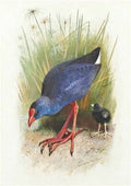 archibald thorburn moorhen and chick A4 Photo Print