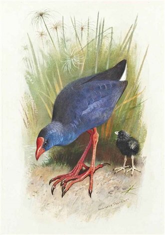 archibald thorburn moorhen and chick A4 Photo Print