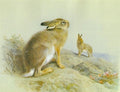 archibald thorburn mountain hare and irish hare A4 Photo Print