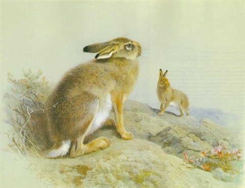 archibald thorburn mountain hare and irish hare A4 Photo Print