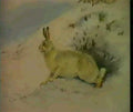 archibald thorburn mountain hare A4 Photo Print
