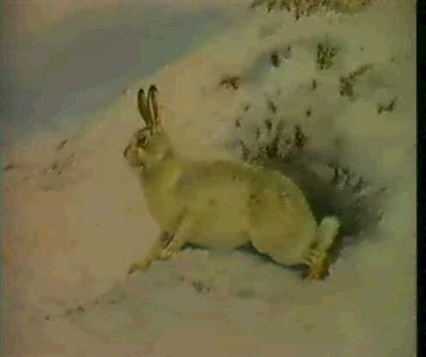archibald thorburn mountain hare A4 Photo Print