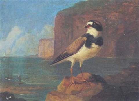 archibald thorburn nahansicht eines sandregenpfeifers A4 Photo Print