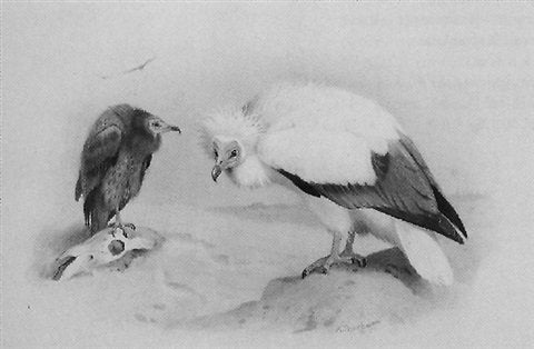 archibald thorburn neophron or egyptian vulture A4 Photo Print